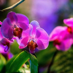 28 февраля 2026 " "Китайский Новый Год" в "Ботанический сад" МГУ "