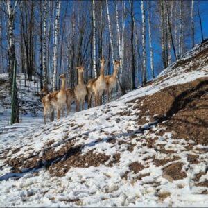 25 апреля 2026 "Звонкое путешествие по «Звериному ковчегу»  и Звенигороду"